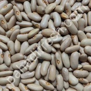 Harshil Rajma