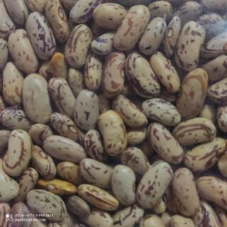 Rajma Chitra Pink Joshimath