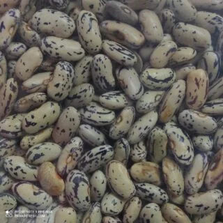 Rajma Chitra Gray Joshimath